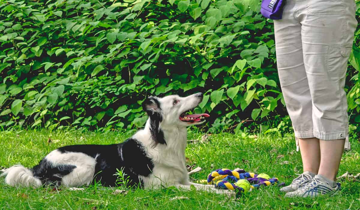 Dog Obedience Training