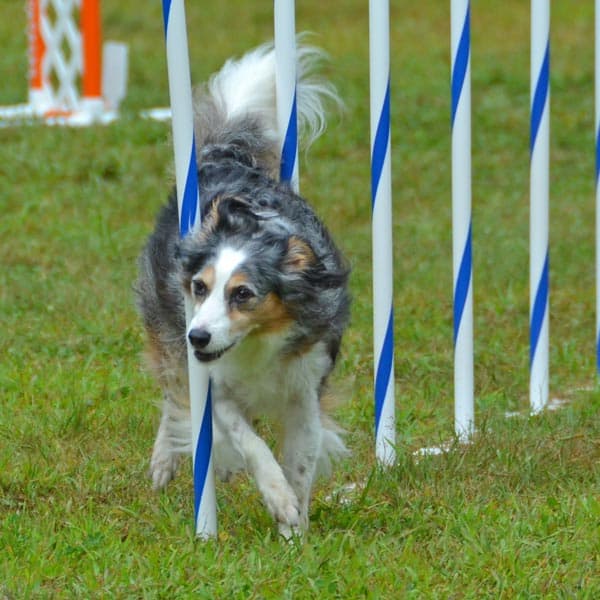 karen-pryor-academy-clicker-training-dog-sports-essentials-classes-course
