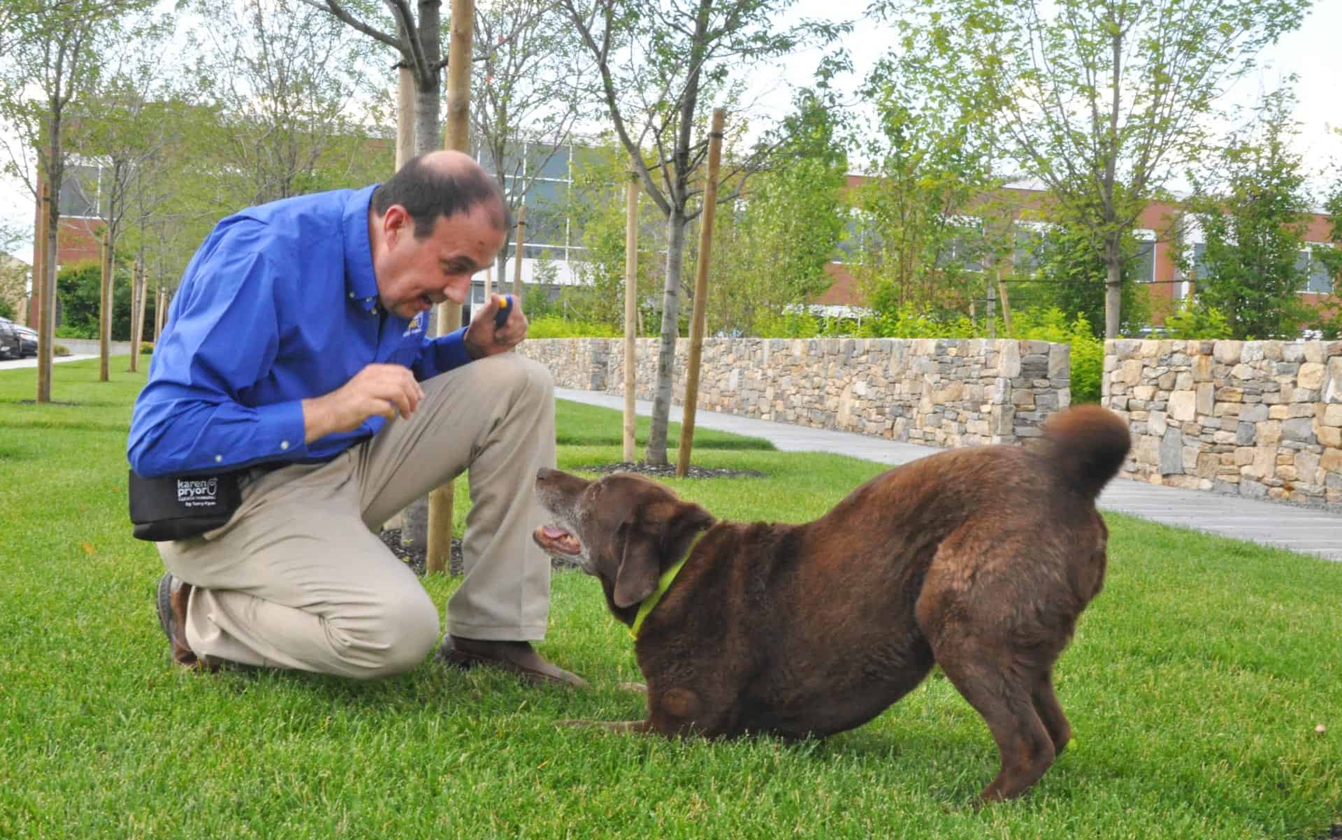 Dog store behaviorist school