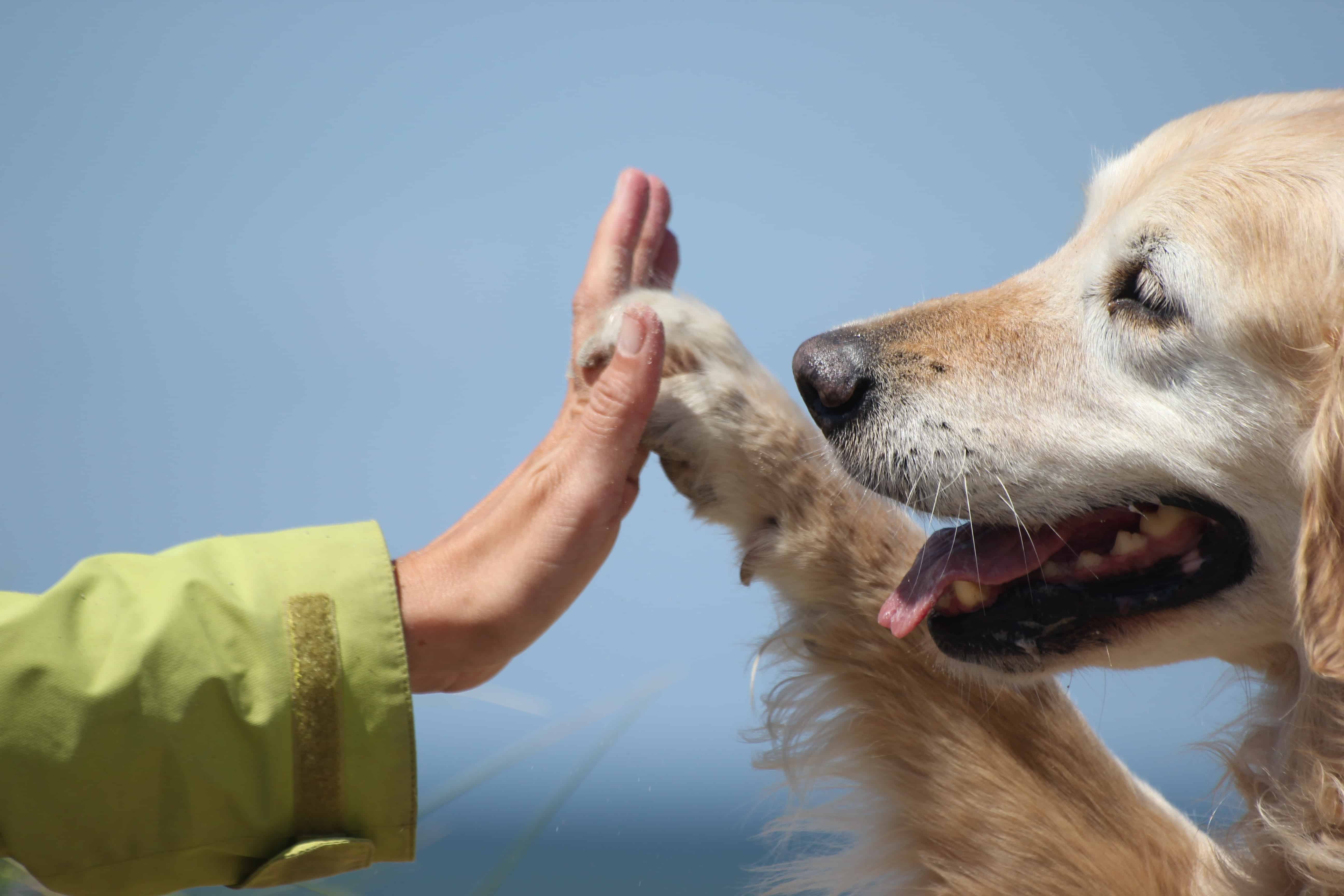 DO WHAT YOU LOVE! Building a Successful Animal Training Career Karen