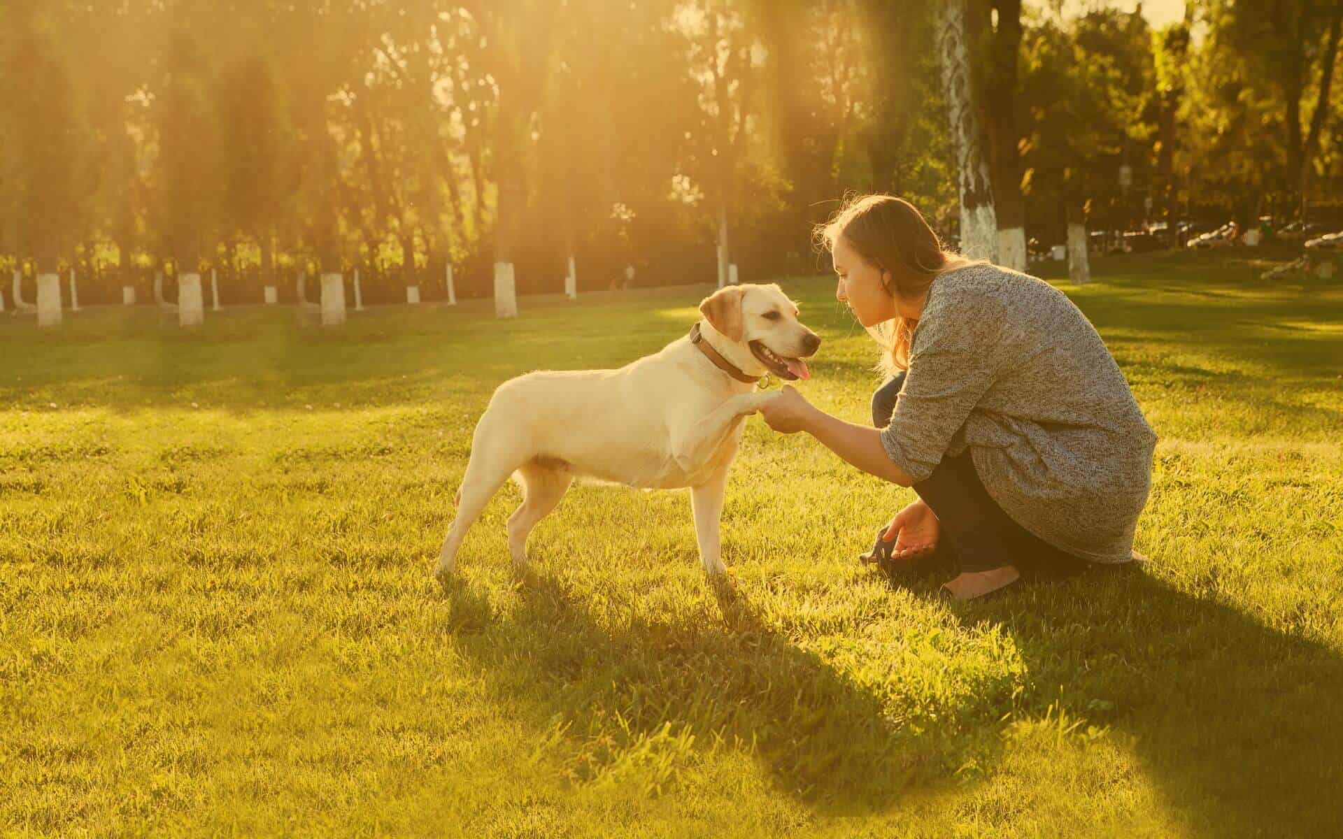 Dog Trainer Foundations Positive Reinforcement Dog Training Course