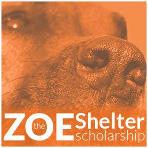 Zoe Shelter Scholarships Available