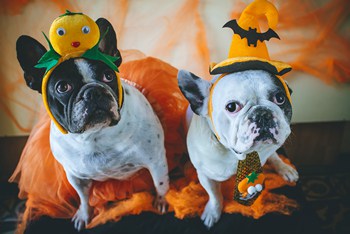 Featured image for “Dos and Don’ts of Pet Halloween Costumes”
