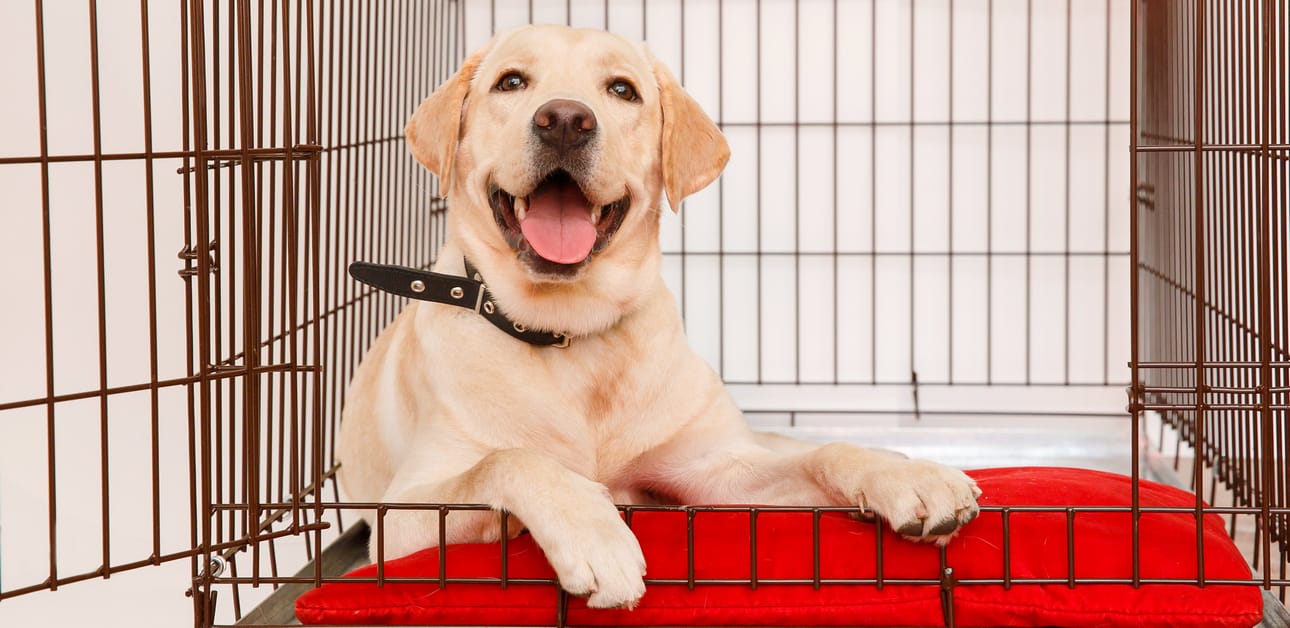 Featured image for “How to Crate Train Your Dog”