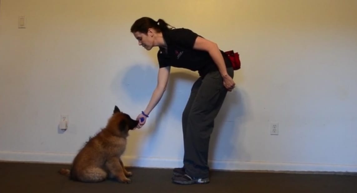 Featured image for “Paying Attention: A Training Exercise for Puppies and Dogs”