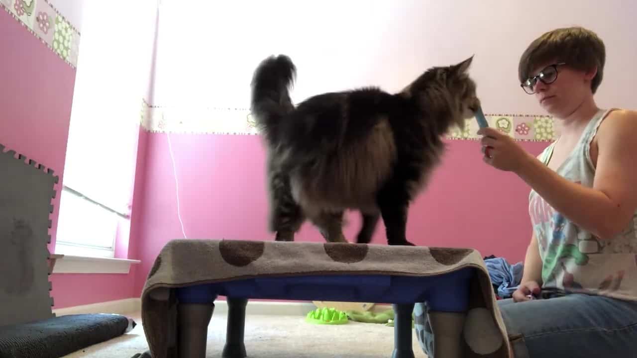 Featured image for “Teach Your Cat to Spin”