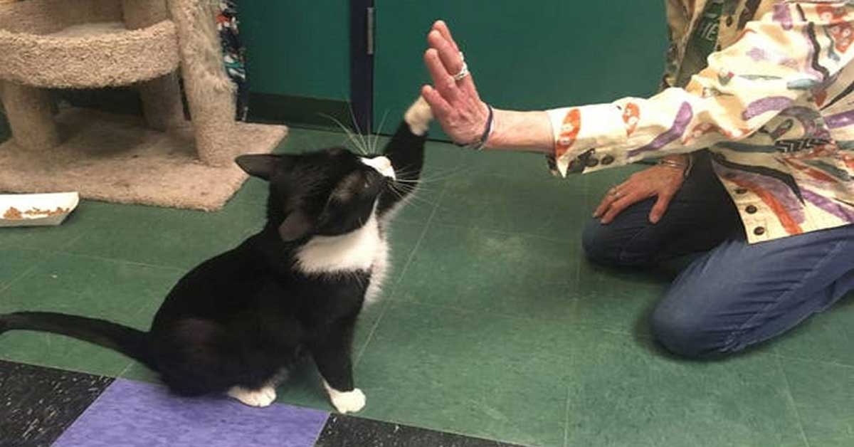 Featured image for “Cat Pawsitive National High-Five Day Contest Winner Clicks to $5,000 Prize”