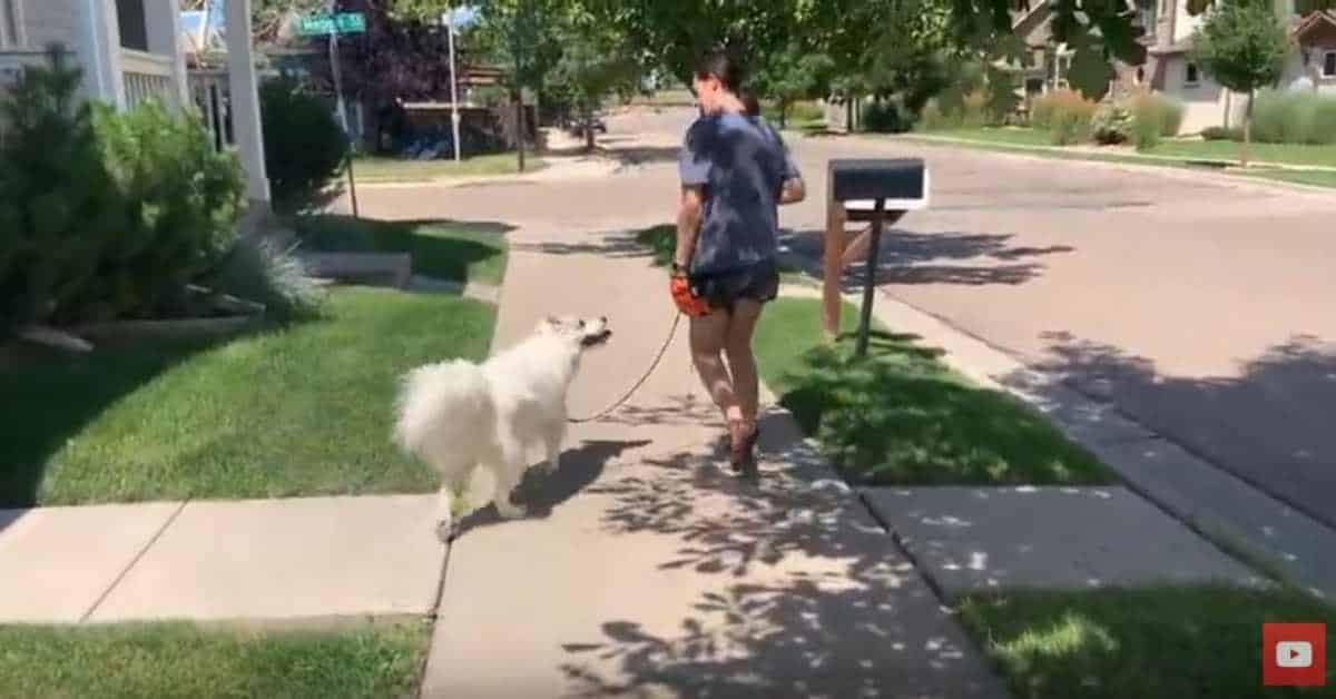 Featured image for “How to Train Your Dog NOT to Pull- Loose Leash Walking”