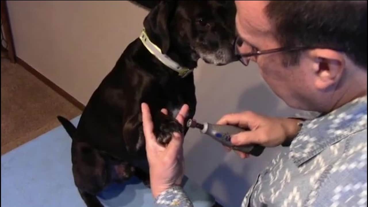 Featured image for “Stress-Free Nail Trims: Teach Your Dog to Accept the Dremel”