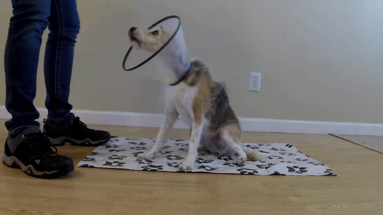 Featured image for “Help Your Dog Feel Comfortable Wearing a Cone”