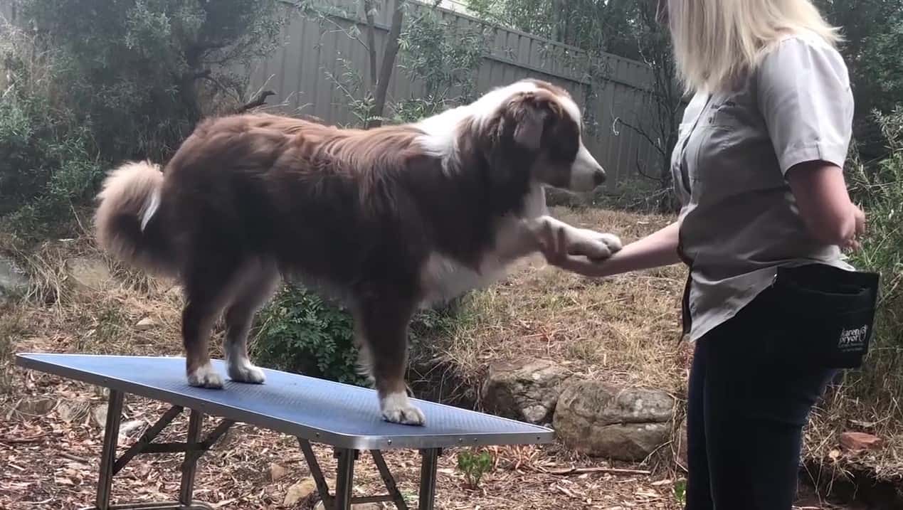 Featured image for “Teach Your Dog to Offer a Paw”