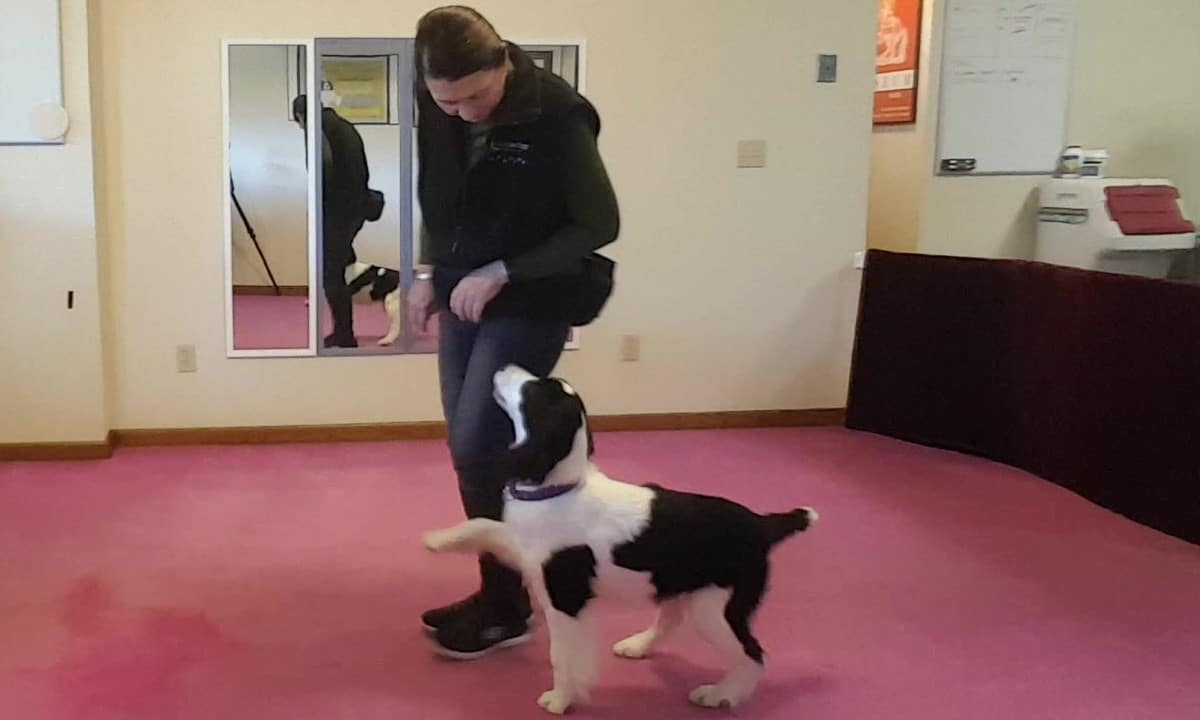 Featured image for “Michele Pouliot Teaches Keiko Canine Freestyle”