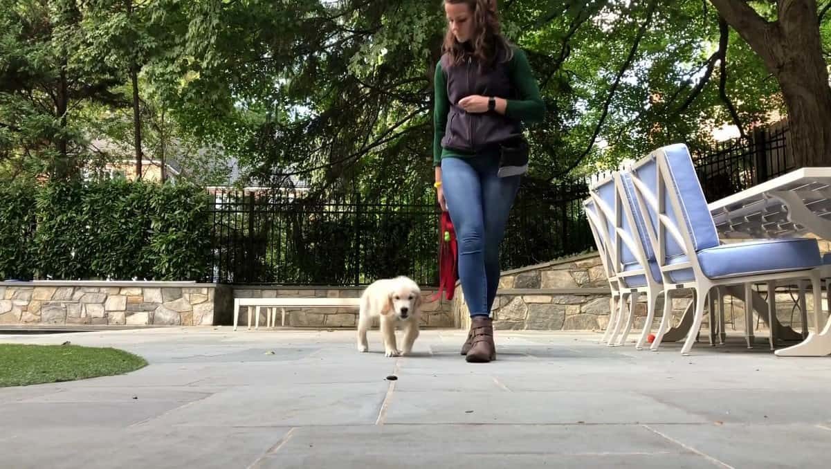 Featured image for “Teach Loose-Leash Walking”
