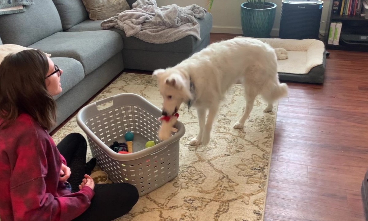 How to Teach Your Dog to Put Their Toys Away?