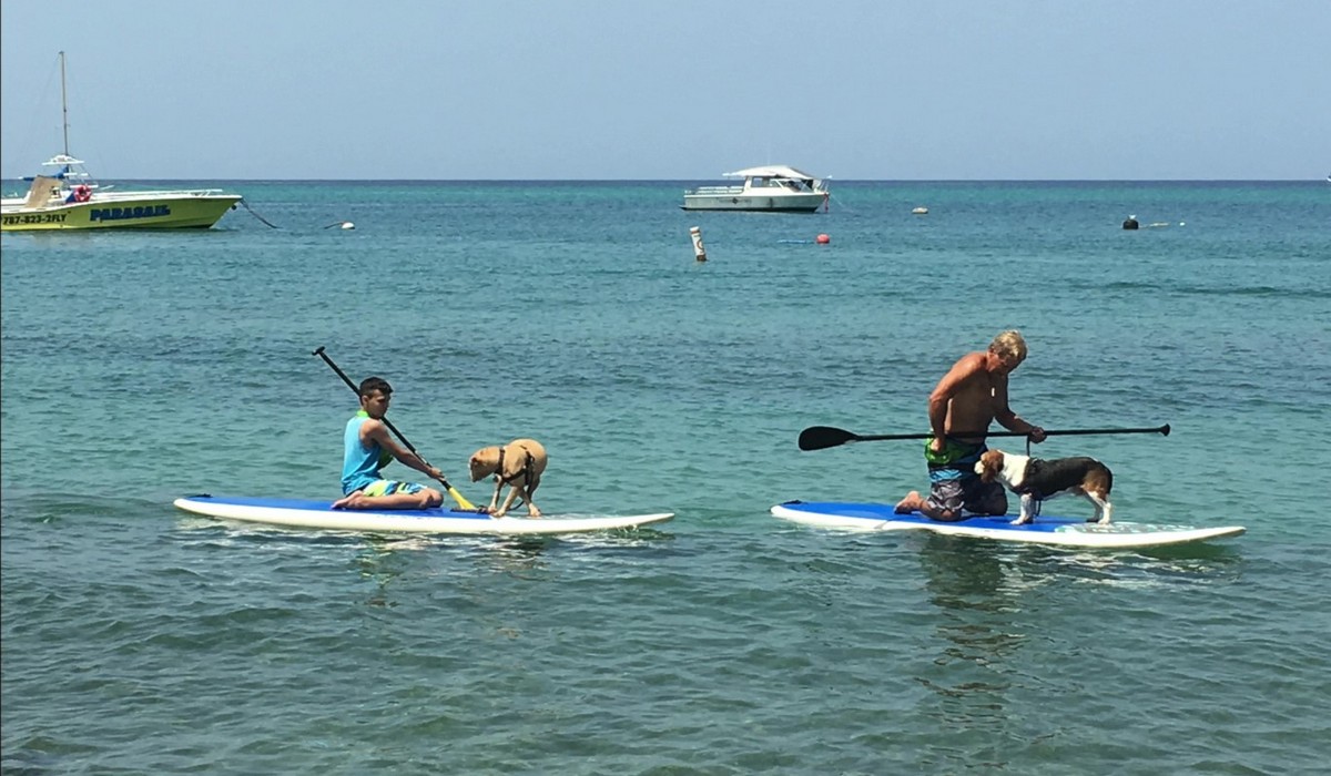 Featured image for “How to Paddle Board with Your Dog”