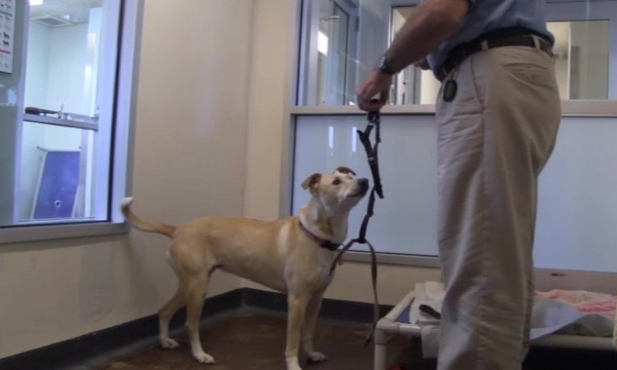 Featured image for “Training in the Shelter: Harness Desensitization”