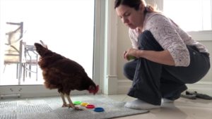 Chicken picking red cap from other colored caps while trainer watches