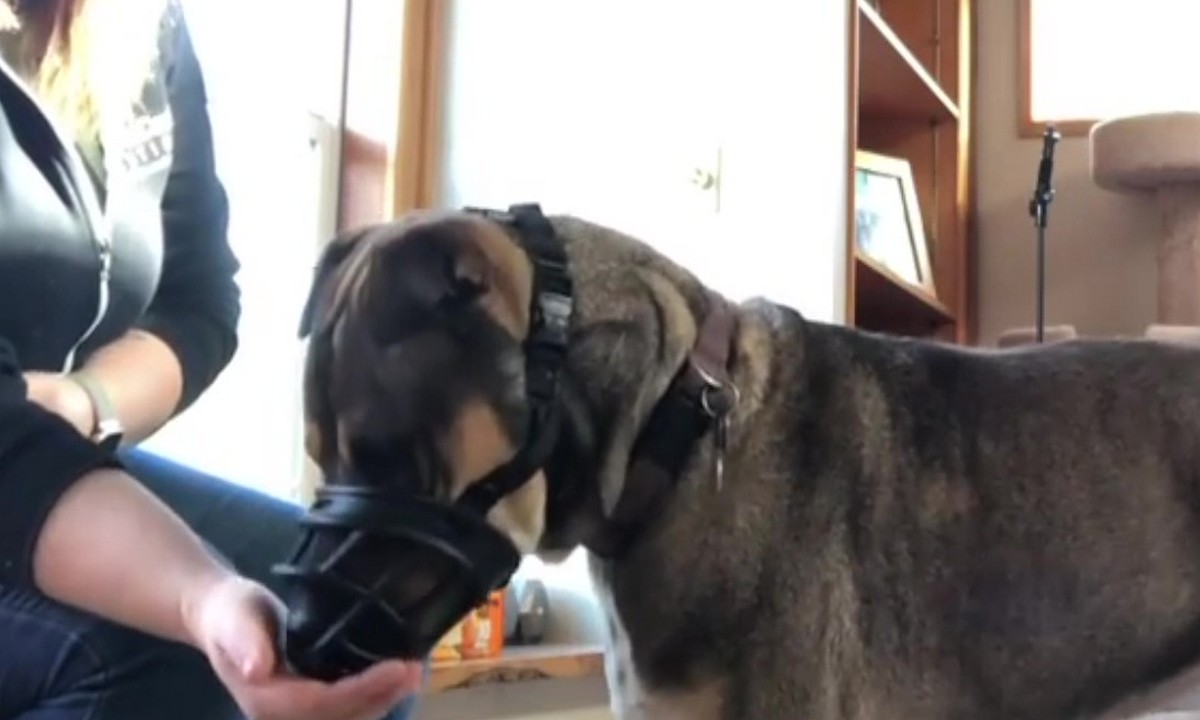 Featured image for “Teach Your Dog to Love a Muzzle: Part 2”