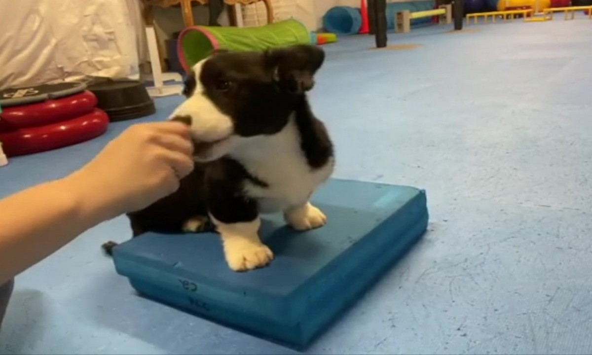 Featured image for “Puppy Platform Training”