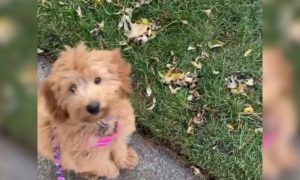 Video | Labradoodle sitting patiently looking up at trainer while on a walk