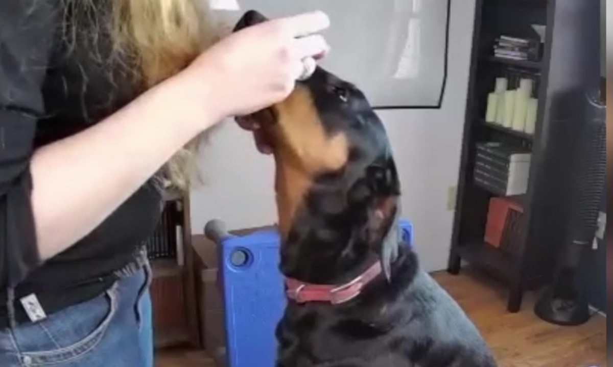 Featured image for “Teach Your Dog to Accept Eye Drops”
