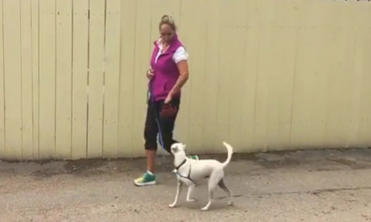Featured image for “Foundation Behaviors for Shelter Dogs: Loose-Leash Walking”