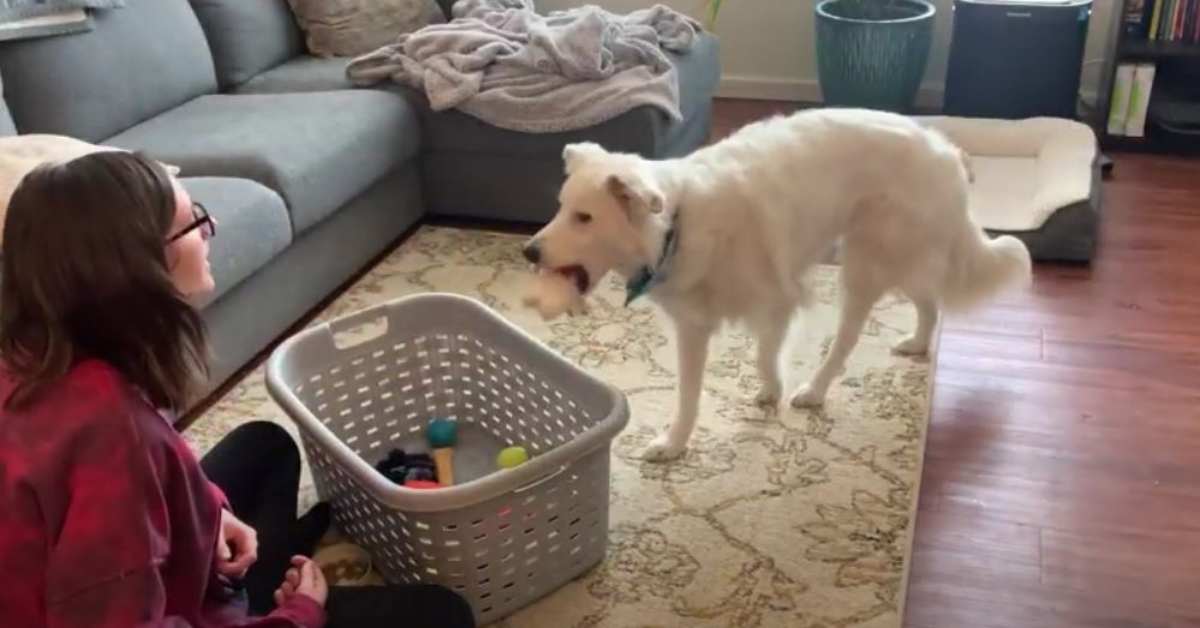 Featured image for “Teach Your Dog to Clean Up Toys”