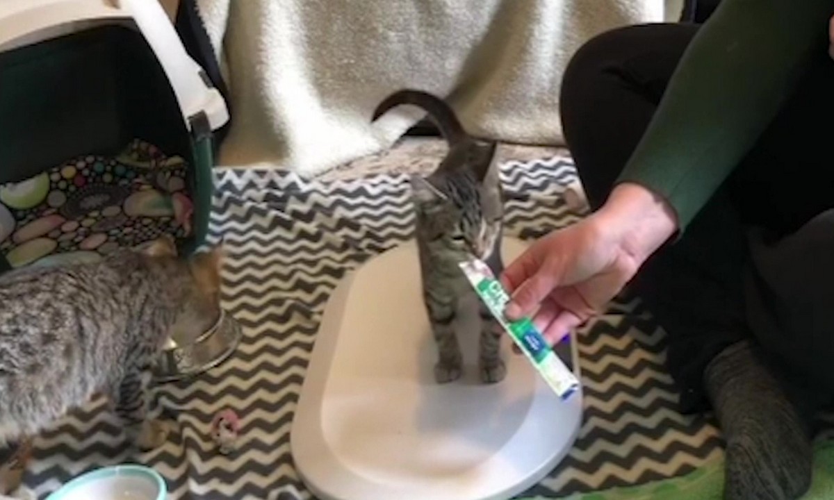 Featured image for “Preparing for Your Kitten’s First Vet Visit”