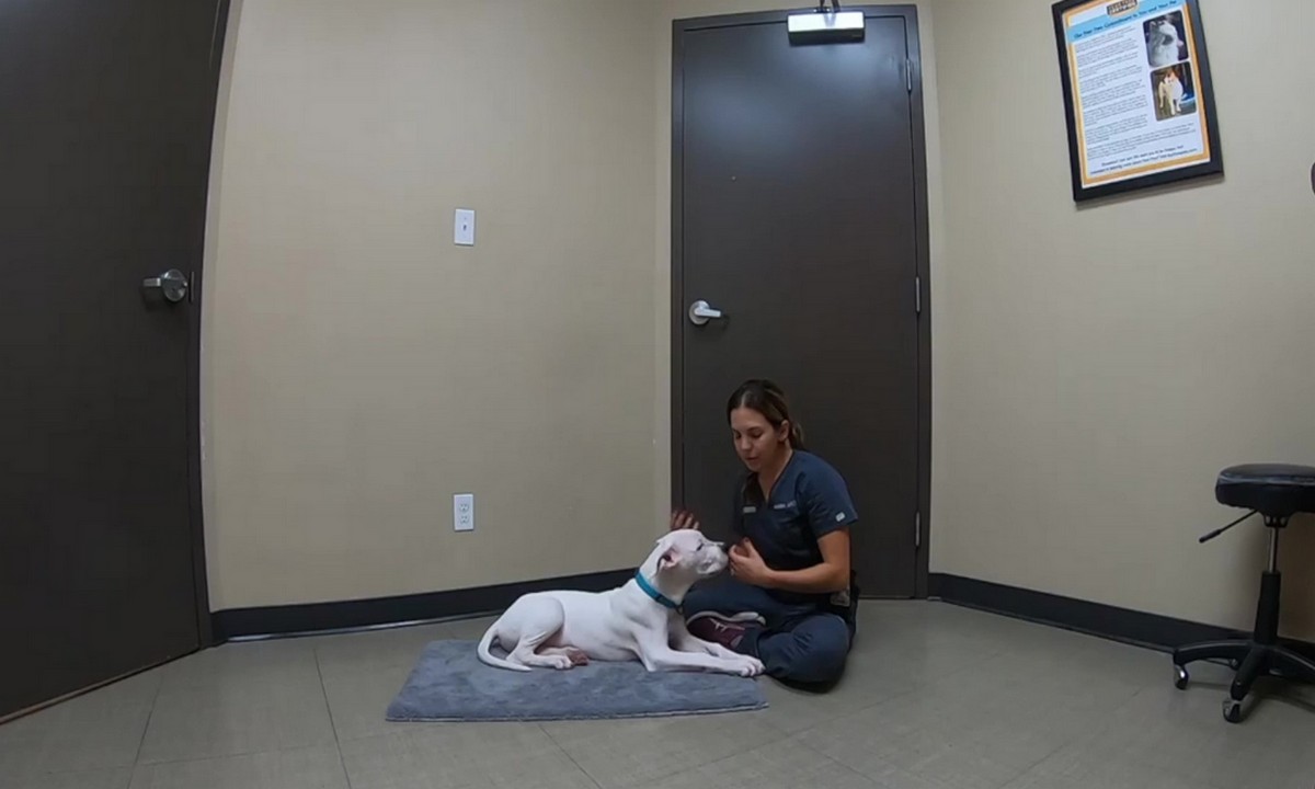 Featured image for “How to Prepare Your Dog for a Veterinary Exam”