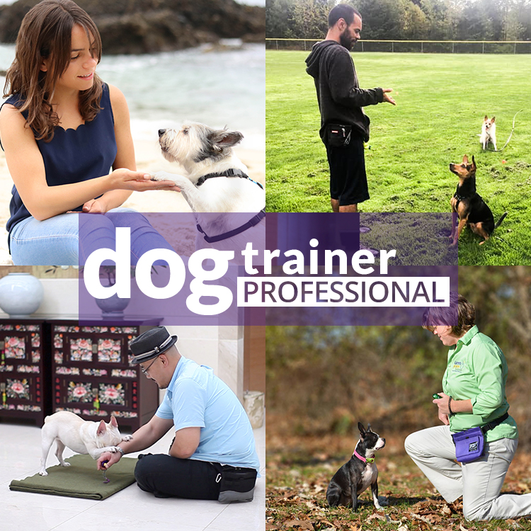 Karen-Pryor-Academy_Dog-Trainer-Professional