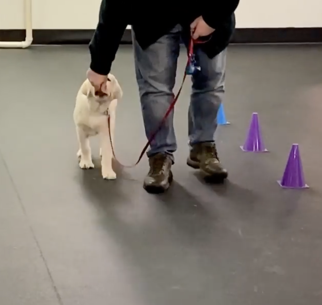 Featured image for “Teach Your Puppy to Walk On a Leash”