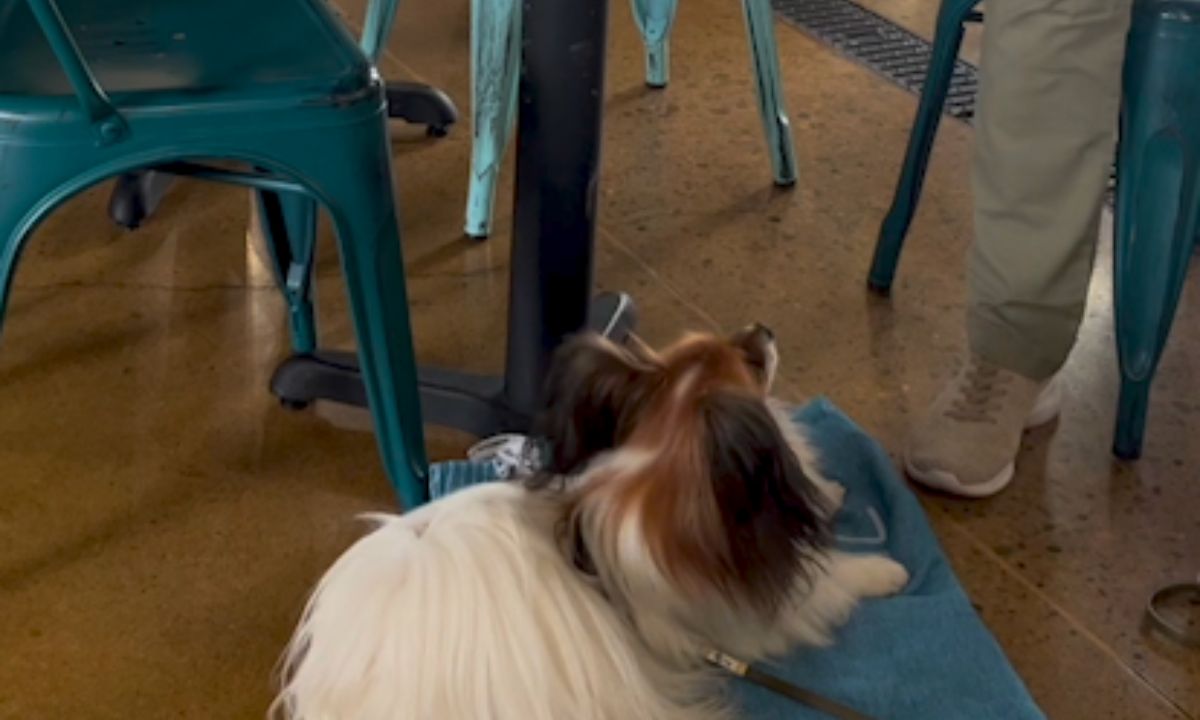 Featured image for “How to Enjoy Breweries and Restaurants with Your Dog”