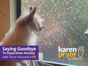 KPA Live Classes Saying Goodbye To Separation Anxiety