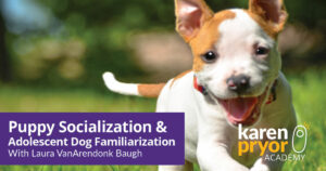 Puppy-Socialization-&-Adolescent-Dog-Familiarization