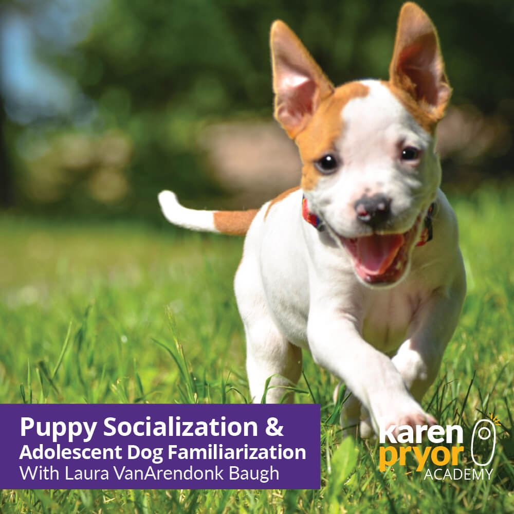 Puppy Socialization & Adolescent Dog Familiarization Plain 1000x1000