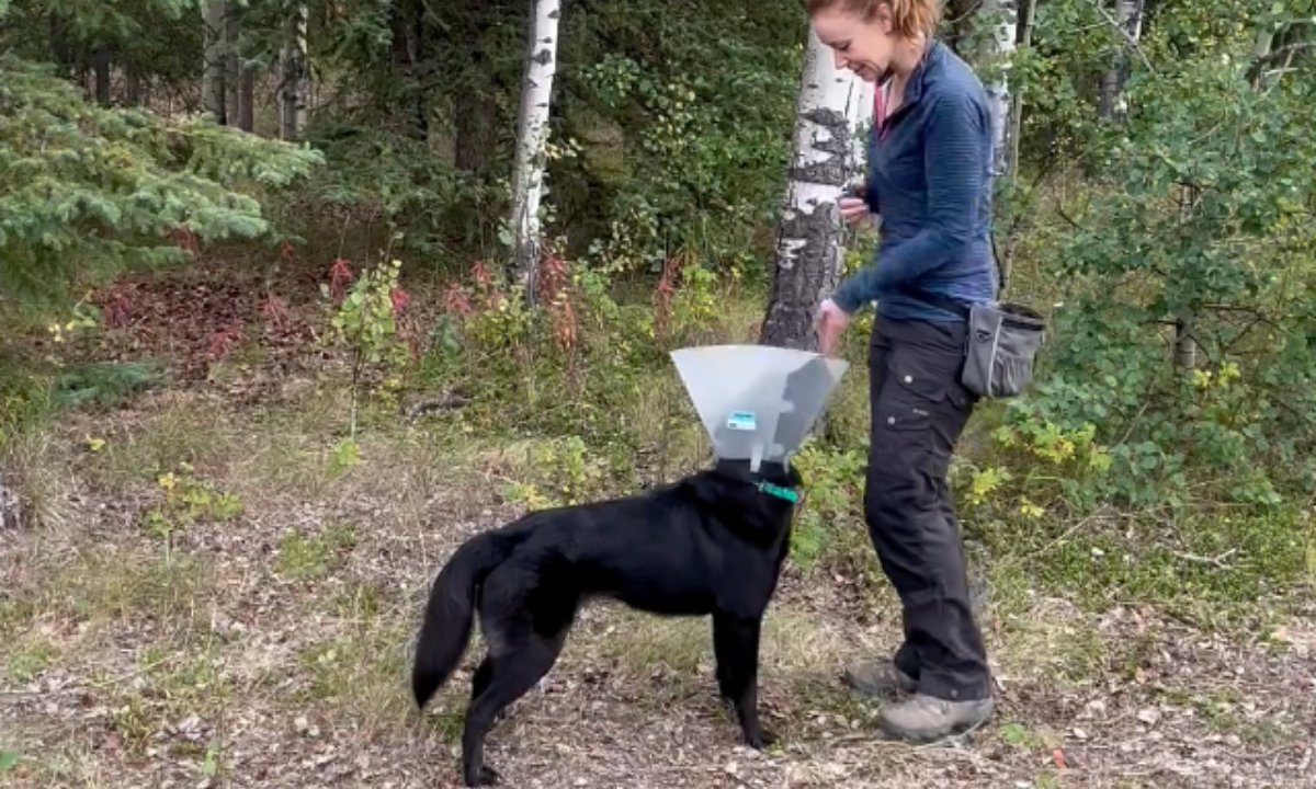 Featured image for “Cone of Comfort: Teaching Your Dog to Wear a Cone”