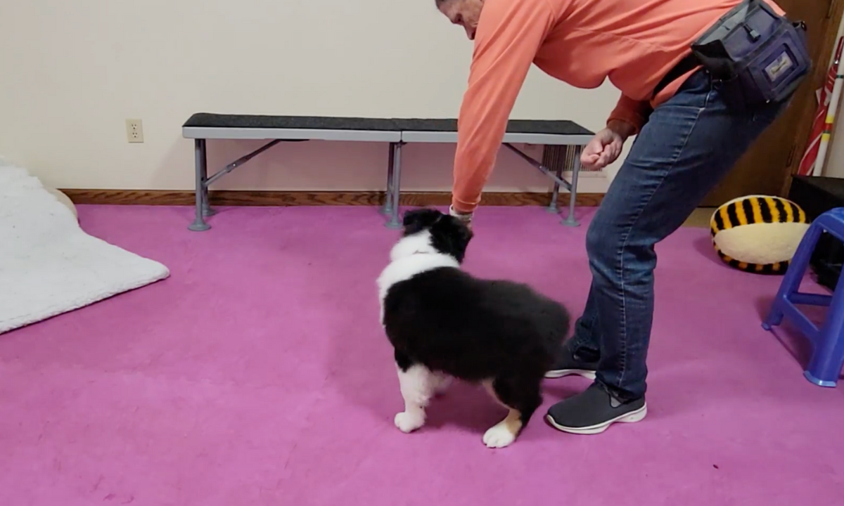 Featured image for “Introducing Leg Weaves to a Puppy”