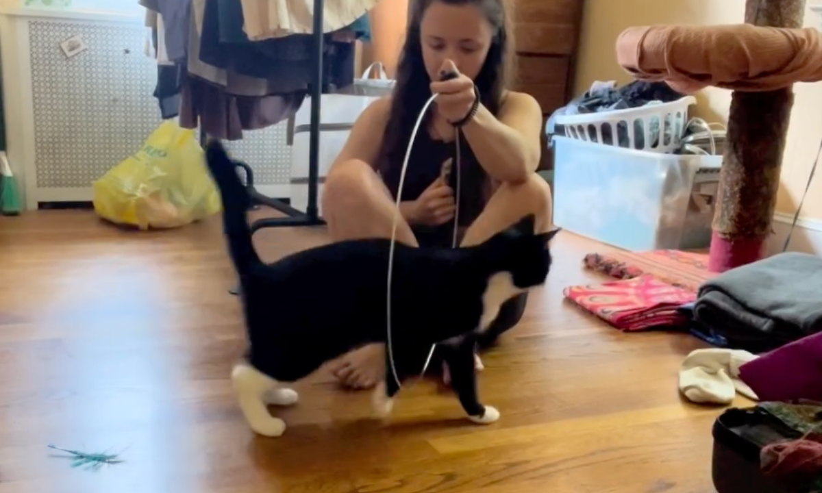 Featured image for “Teach Your Cat to Walk Through a Hoop”