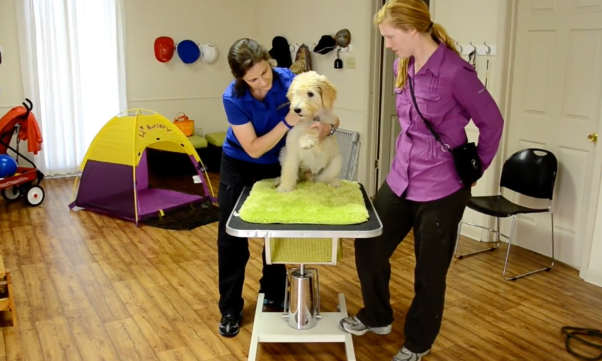 Featured image for “Creating Confident Canines: The Power of Puppy Socialization Classes”