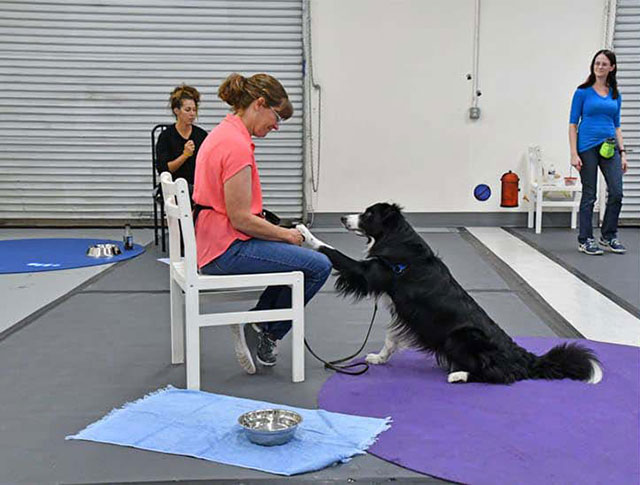 animal-training-classes-clicker-training-karen-pryor-dog-trainer-professional