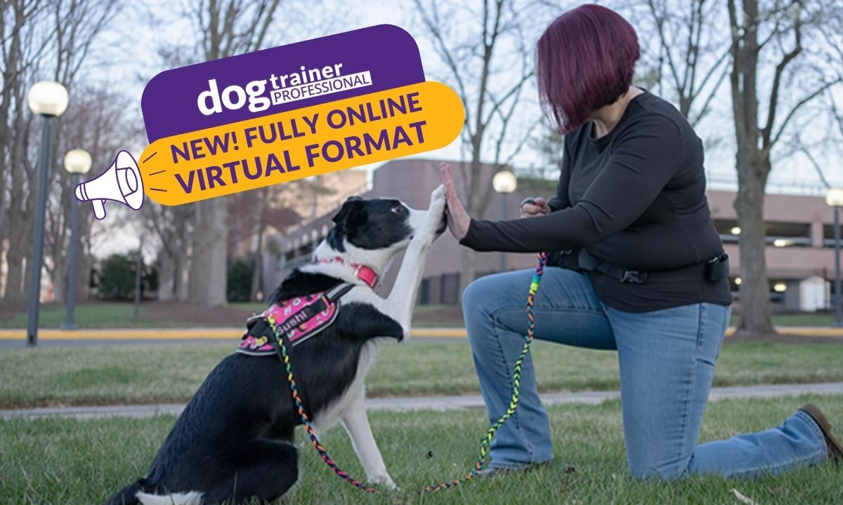 Featured image for “Karen Pryor Academy Unveils Game-Changing Virtual Format for Dog Trainer Professional Program”