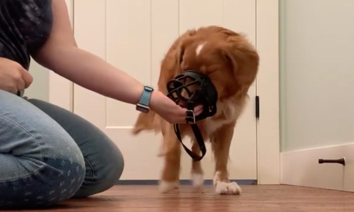 Featured image for “Introducing Your Dog to a Muzzle”