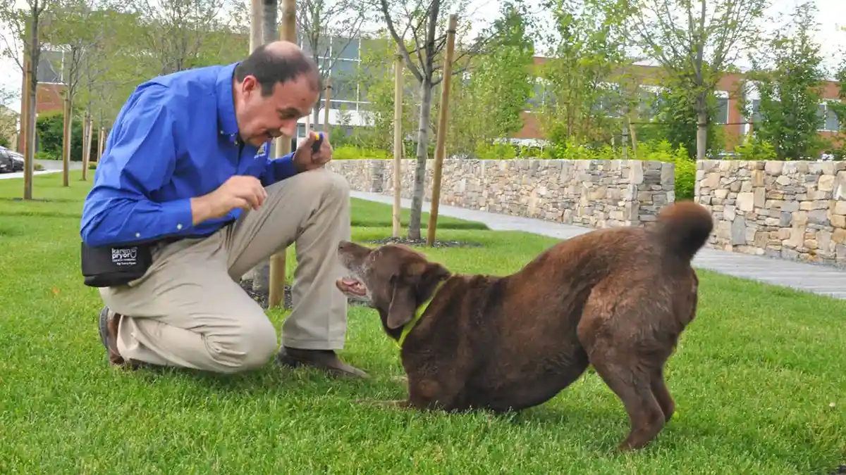 karenpryoracademy.com